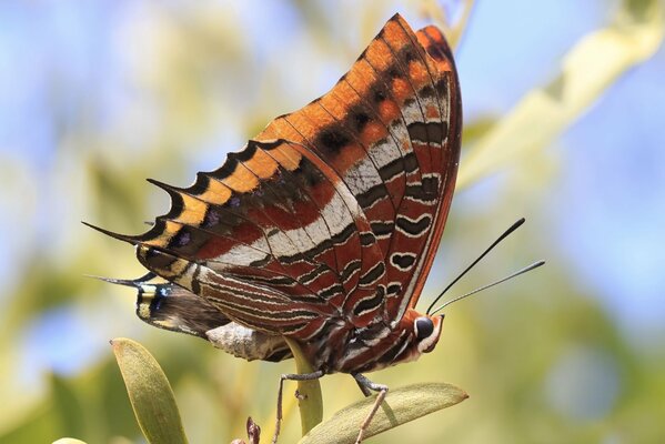 Ein heller Schmetterling sitzt auf einem Blatt