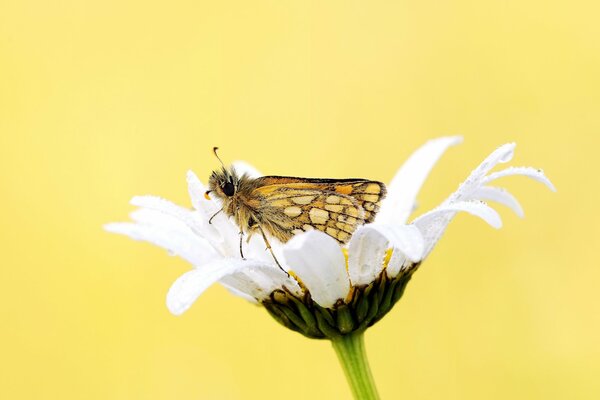 Una mariposa bebe rocío en una flor