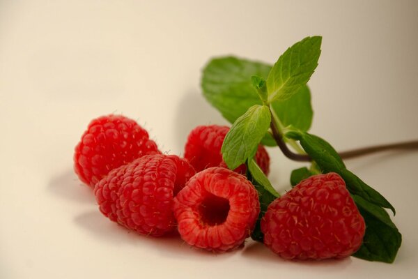 Fresh raspberries with leaves are on the table