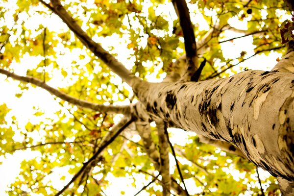 The crown of a mighty tree