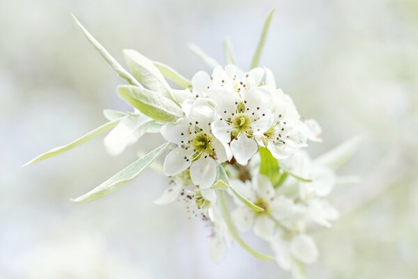 Ramo di un albero bianco in fiore