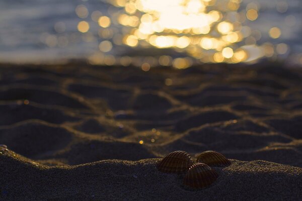 Three shells on the sand near the sea