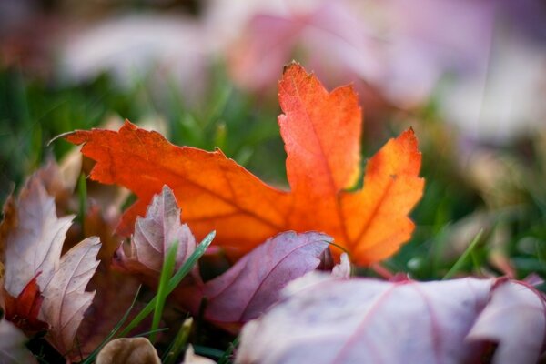 Fondo de pantalla macro hojas de colores brillantes en otoño