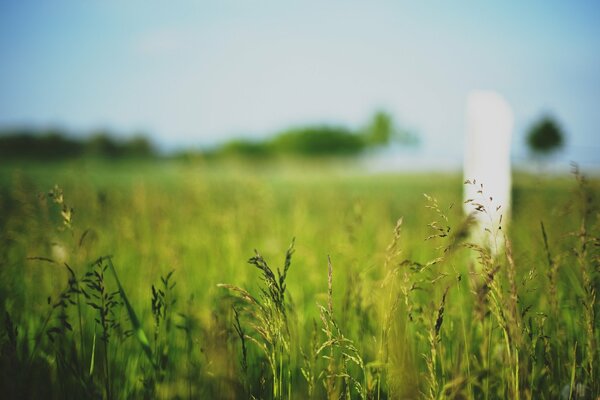 Grünes Gras auf einem Sommerfeld