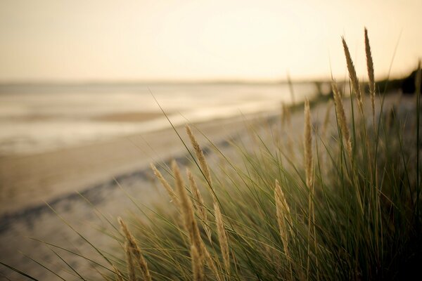 Widescreen wallpaper : field greenery sea