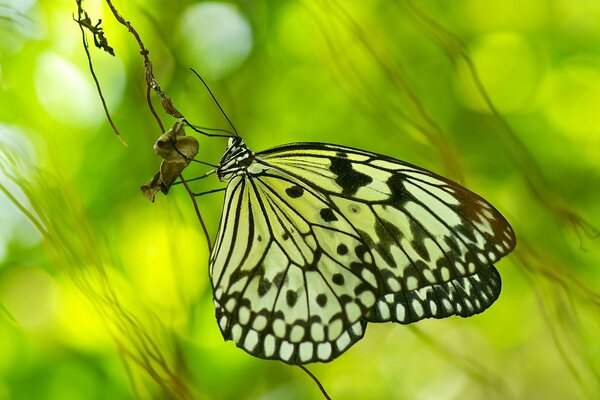 Hermosa mariposa verde sobre un fondo brillante