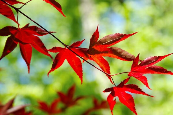 L automne dans toutes ses manifestations