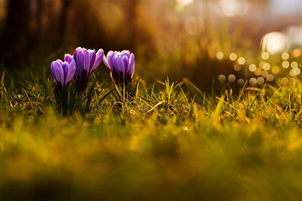 Lila Blüten im Gras Nahaufnahme