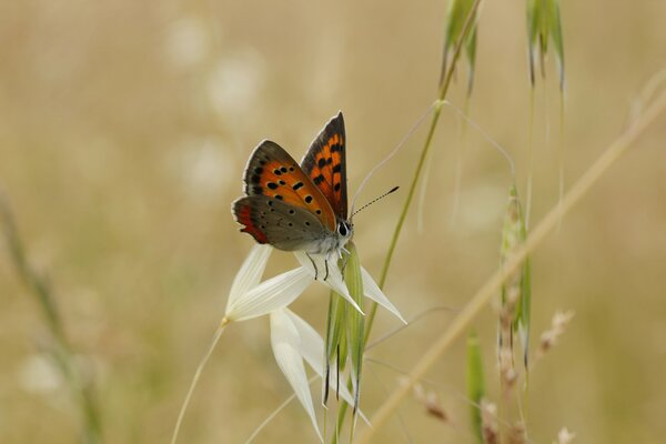 Papillon brun sur une fleur blanche avec un fond flou