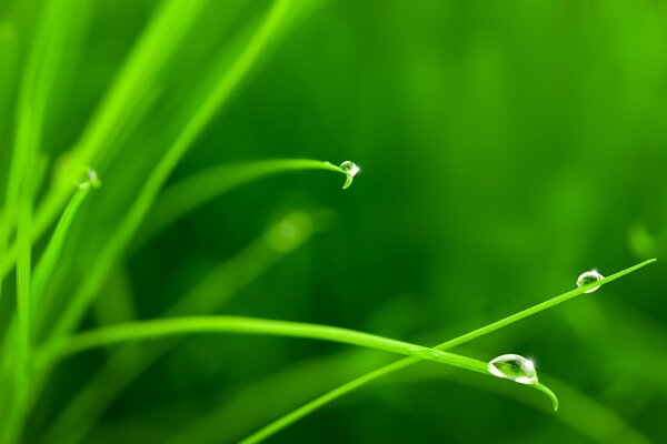 Herbe avec des gouttes de rosée macro tir