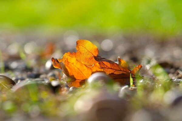 Yellow leaf on a blurry background