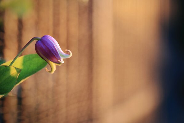 El capullo de la flor púrpura floreció