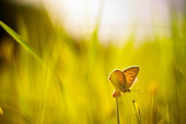 Makro Widescreen Wallpaper mit Schmetterling auf Gras