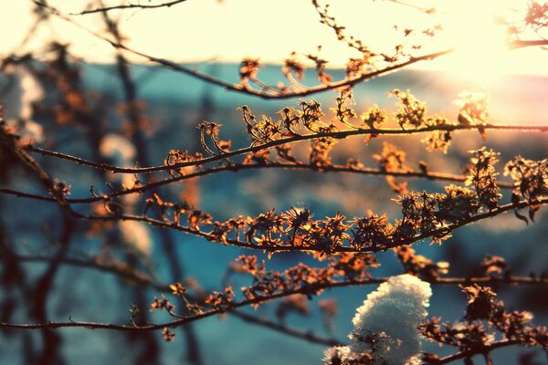 Ramas de árbol en el sol