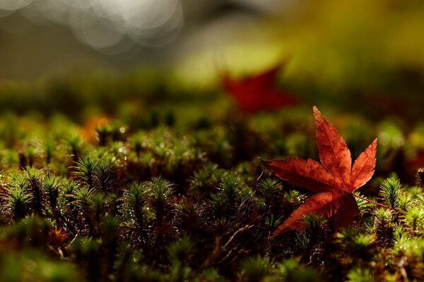 Follaje de otoño rojo húmedo