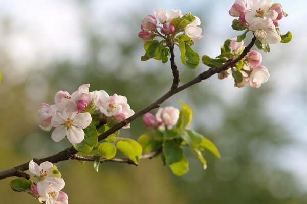 Albero di mele in fiore con gemme