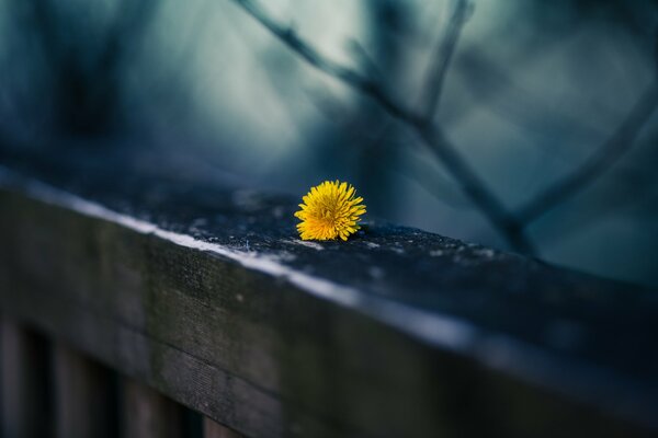 Pissenlit jaune sur la balustrade