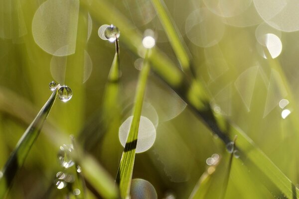 Sommertau auf grünem Gras