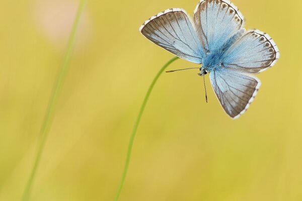 Blue butterfly on a yellow background