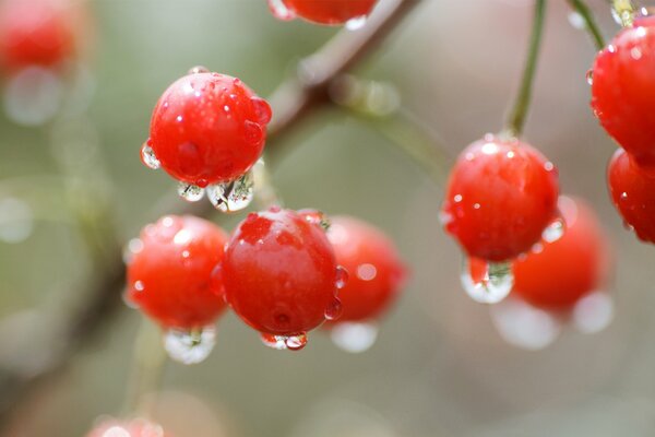 Nach dem Regen eine Beere mit Wassertropfen