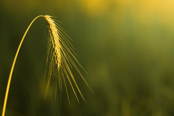 Spighetta di grano su sfondo rosato