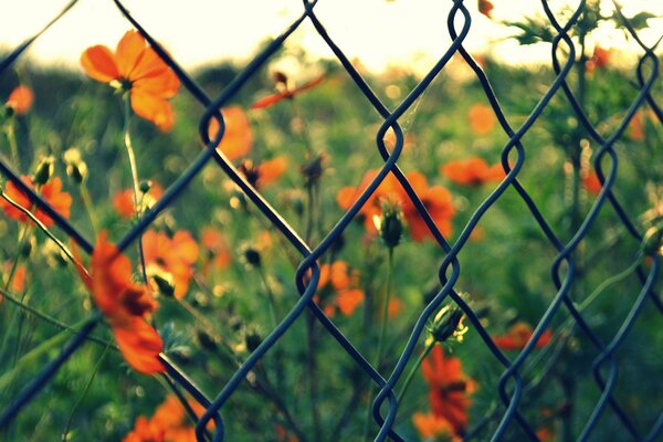 Les verts et les fleurs rouges derrière le jardin