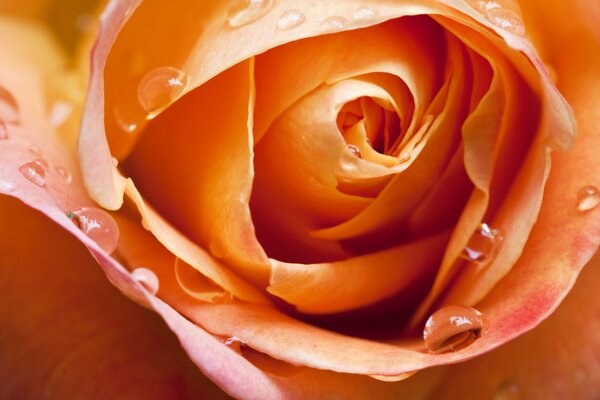 Macro shot of a rosebud. Photo rose bud and water drops