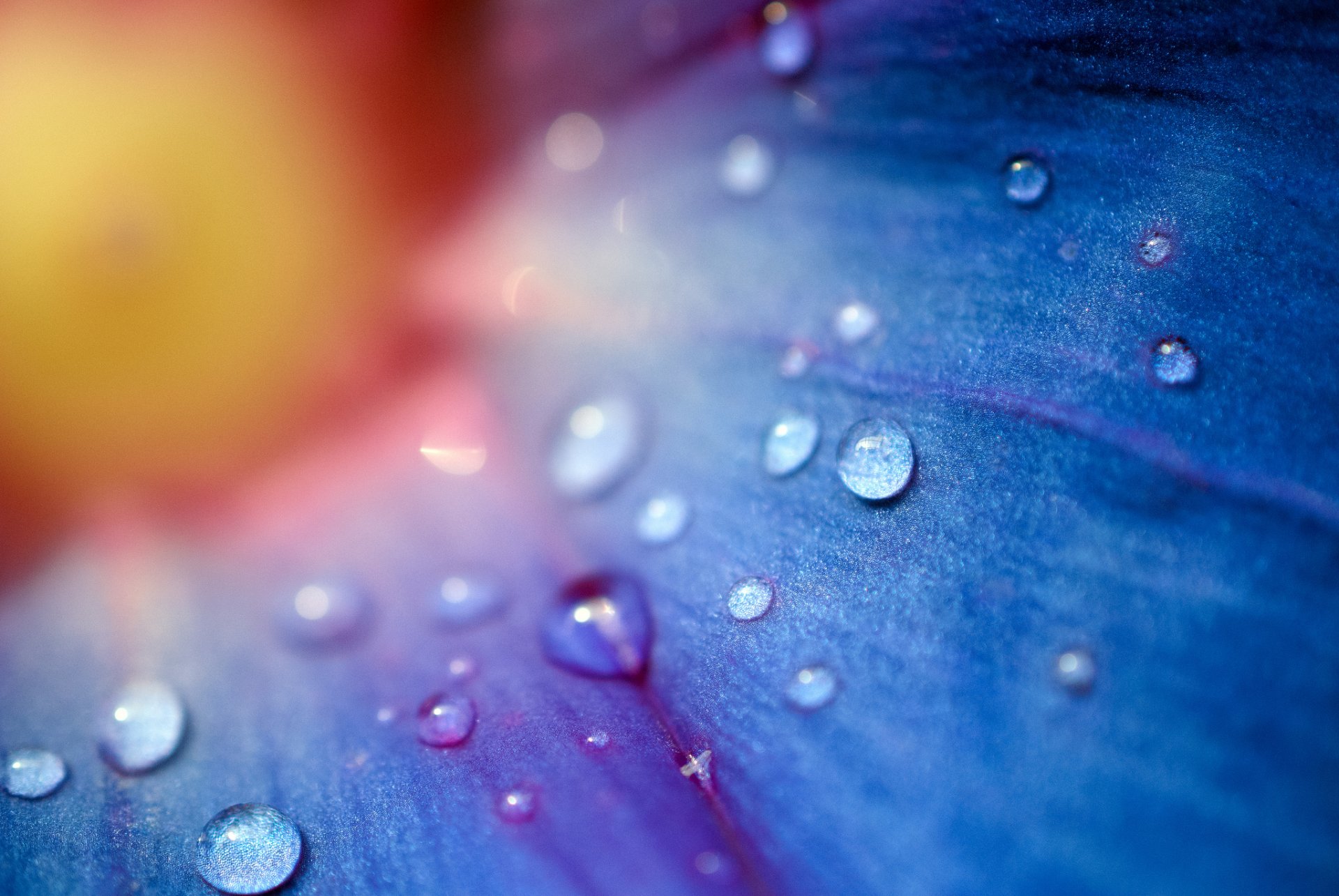 close up flower drops hamid.a