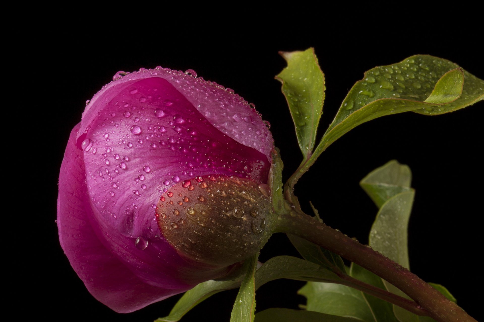 flower bud pink drops dark background