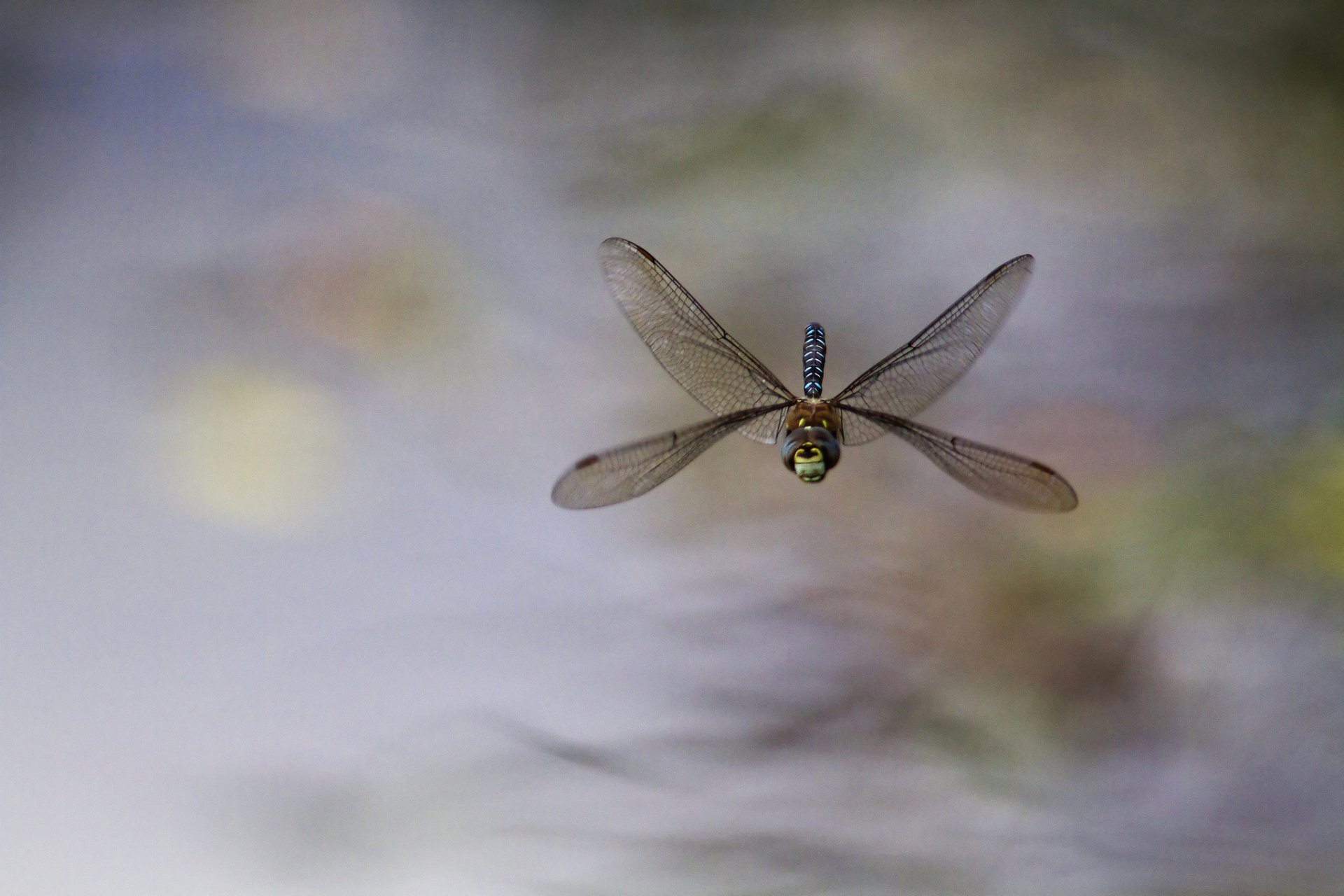 insekt libelle im flug hintergrund