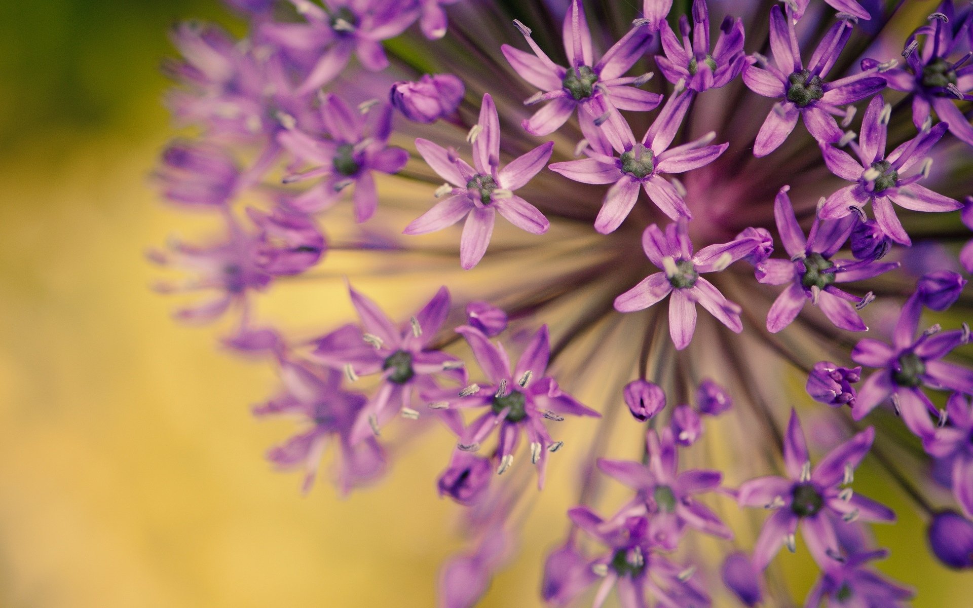 macro fleurs fleurs violet pétales flou joliment plante fleur fond papier peint écran large plein écran écran large écran large