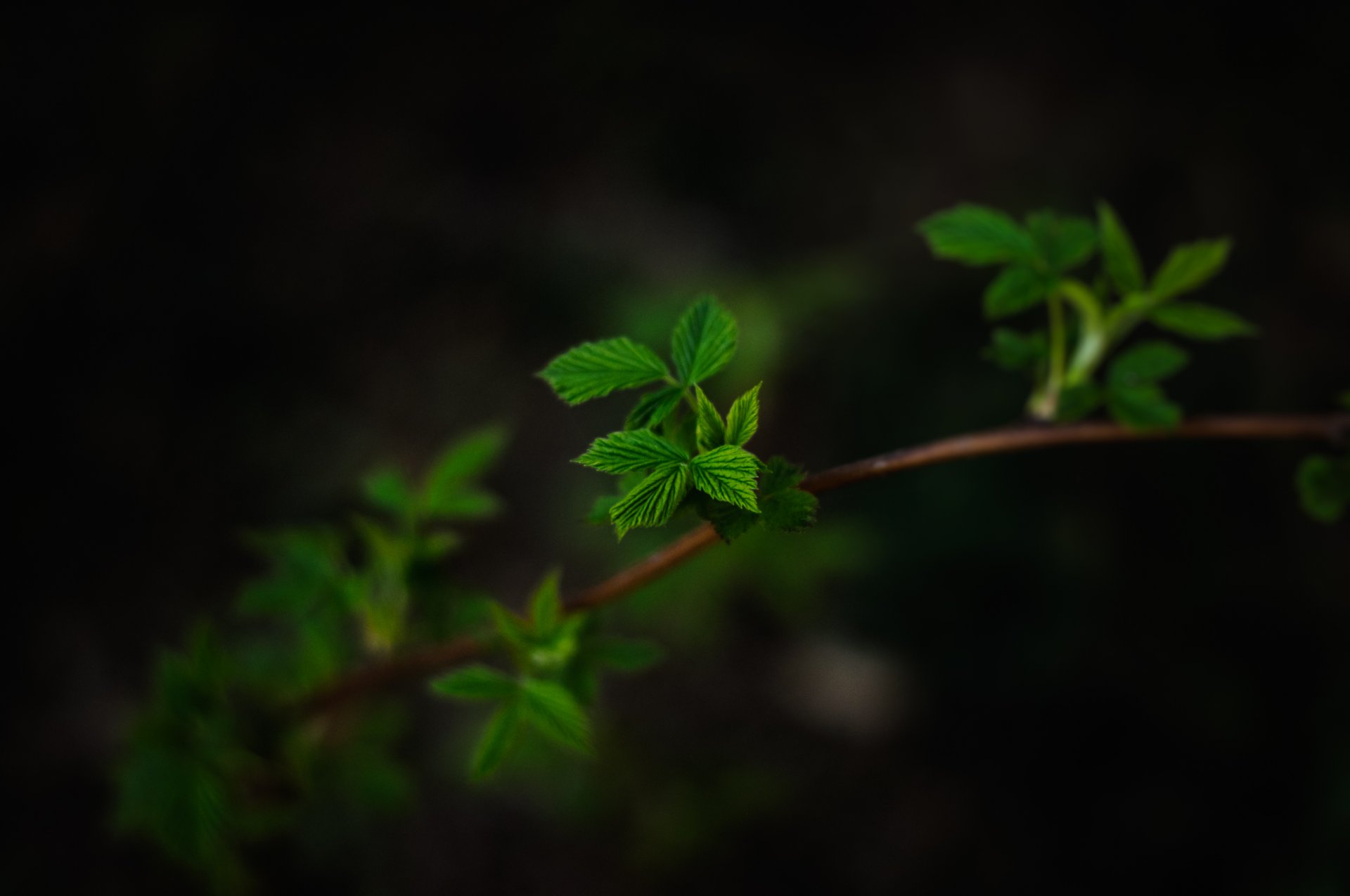 feuilles gros plan branche fond sombre