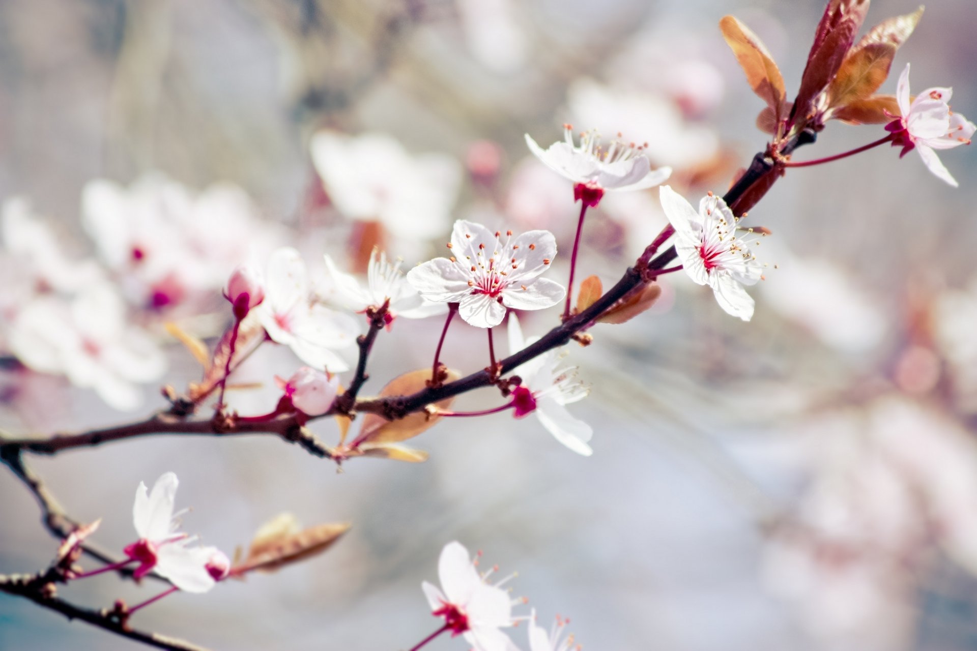 flowering branch tree flowers white leaves leaves blurring spring nature