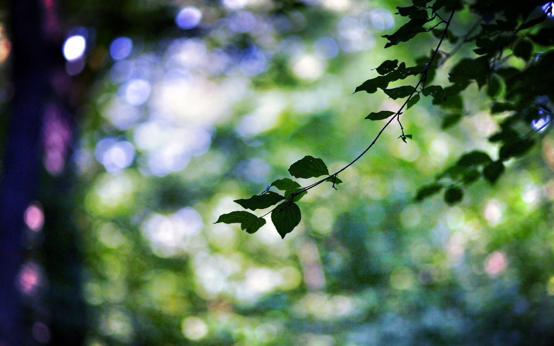 macro foglia foglia foglie verde ramo ramoscello albero alberi bokeh sfocatura sfondo carta da parati widescreen schermo intero widescreen widescreen