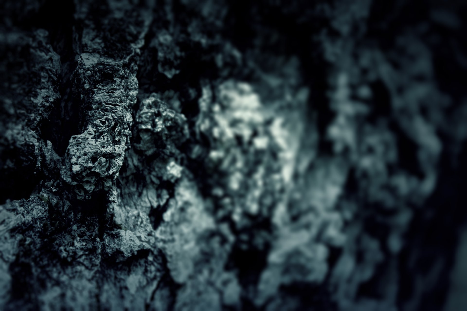 écorce arbre tronc arbres texture papier peint macro mise au point flou netteté macro fonds d écran widescreen fonds d écran widescreen fonds d écran widescreen humeur