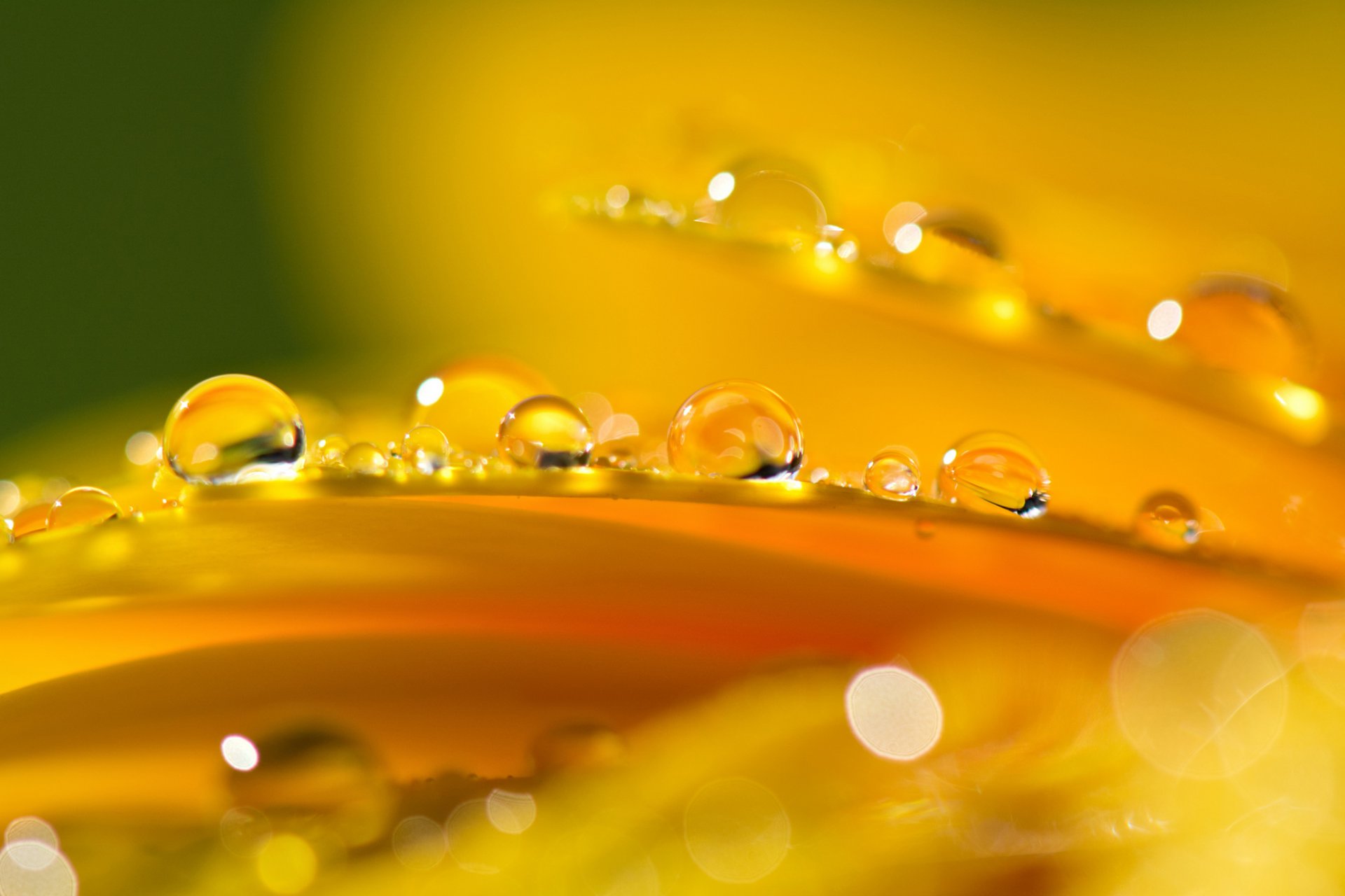 flower orange petals drops reflection