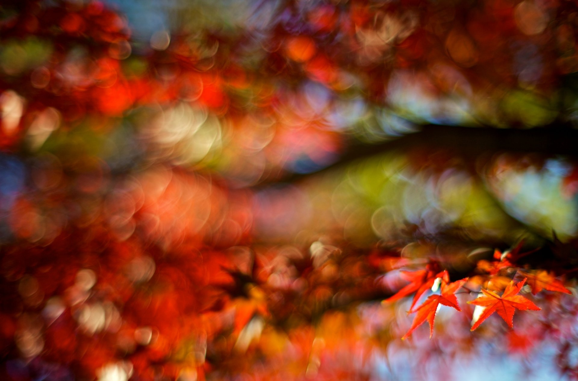 macro feuille feuille automne rouge flou flou arbre bokeh fond papier peint écran large plein écran écran large écran large