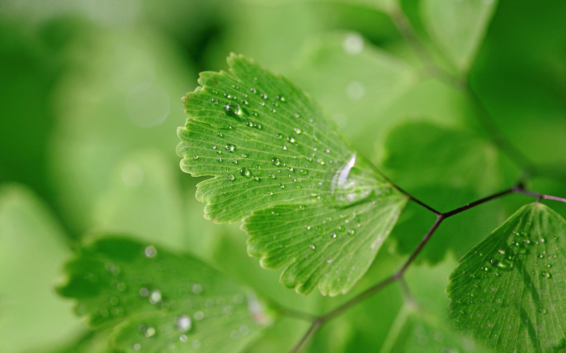 macro feuilles vertes eau gouttes humide nature fond