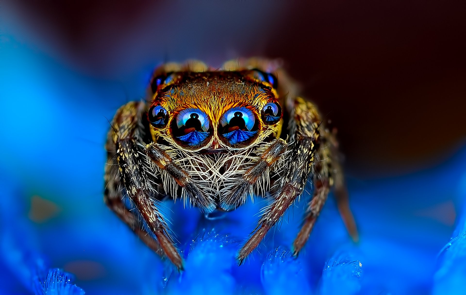 araignée jumper jumper oeil fond bleu