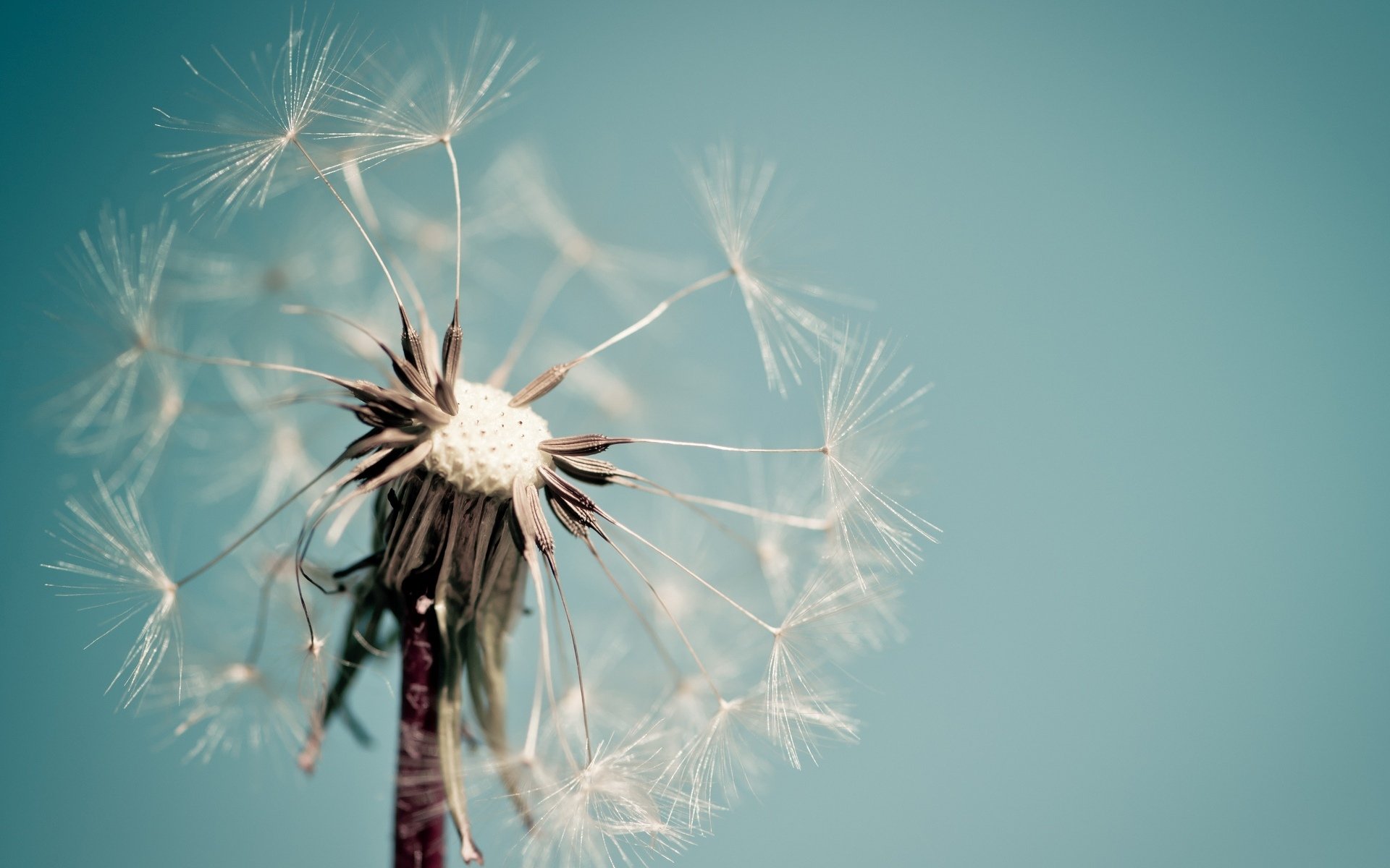 macro dandelion flower flower macro blue background wallpaper widescreen fullscreen widescreen widescreen