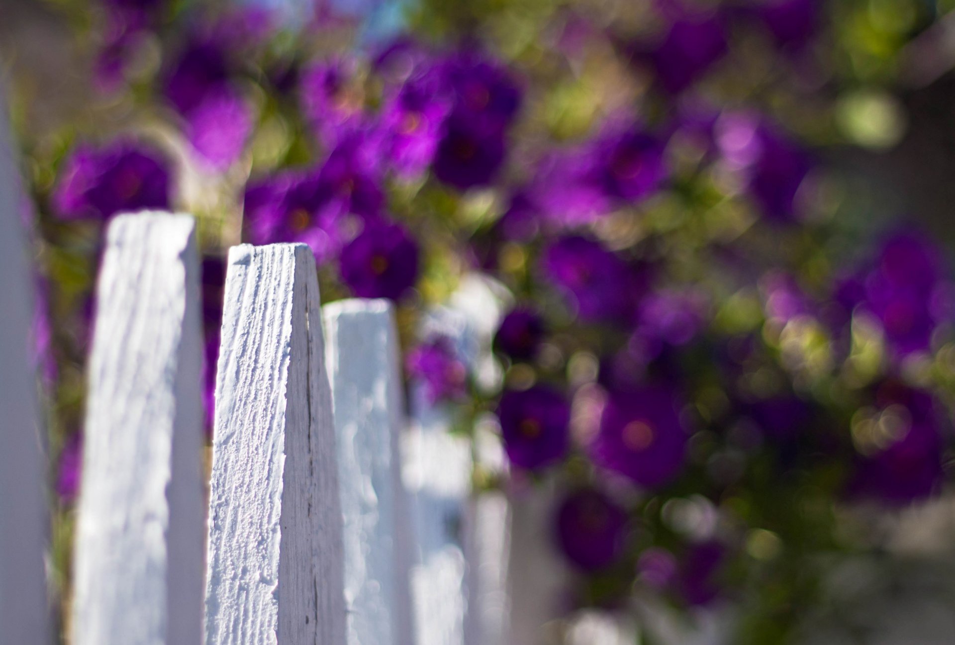 macro clôture clôture blanc fleurs fleurs macro violet flou arrière-plan papier peint écran large plein écran écran large écran large