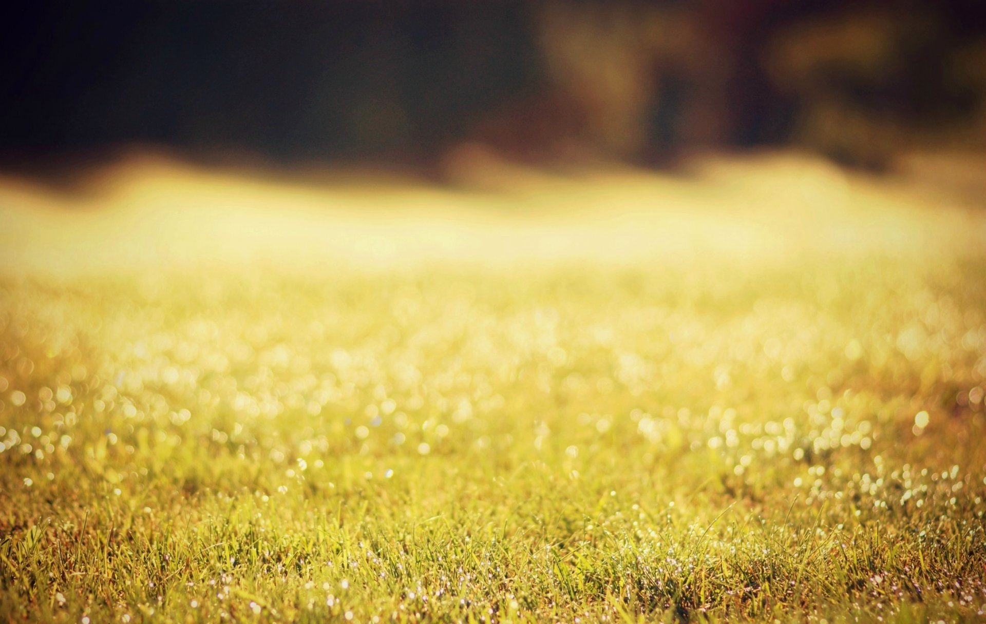 herbe bokeh rosée gouttes verdure nature soleil gros plan