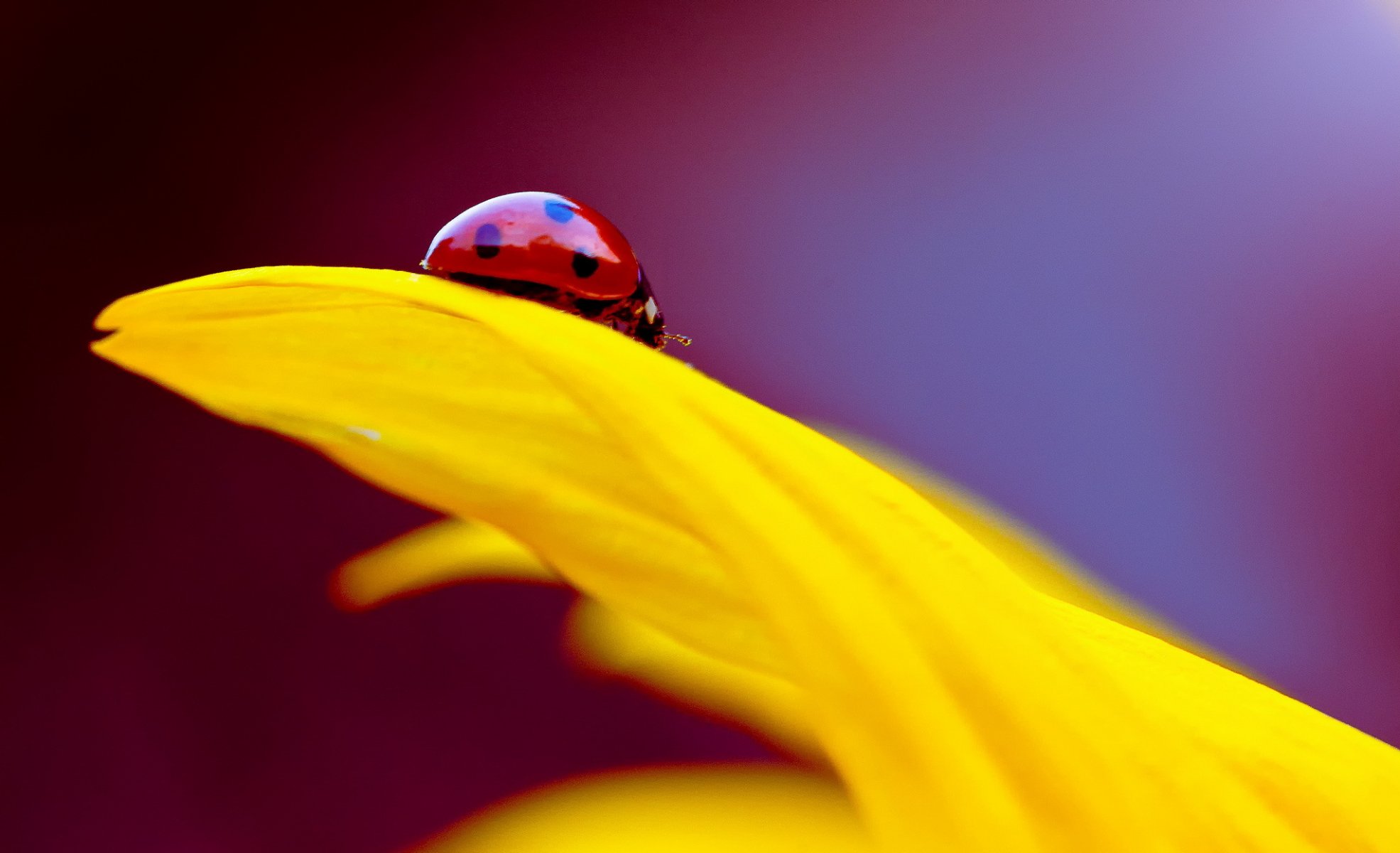 flower yellow petals insect ladybug