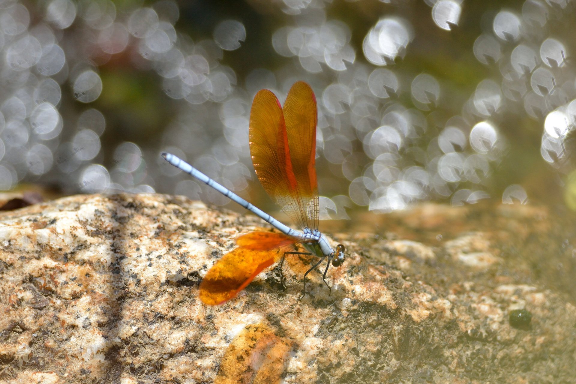 insect dragonfly wings orange reflection