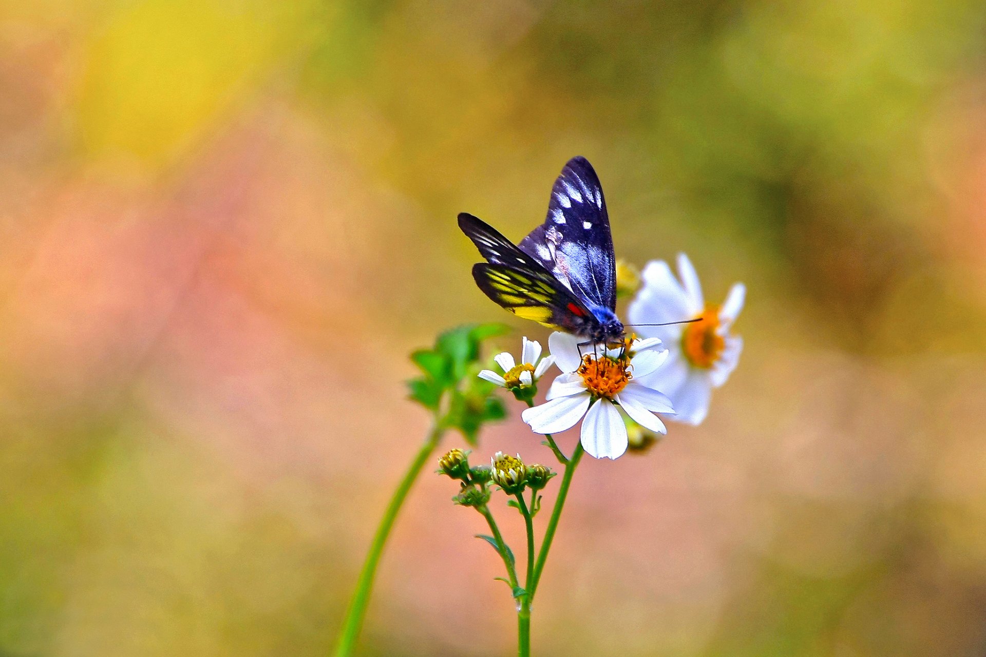 flower kosmeya white butterfly background