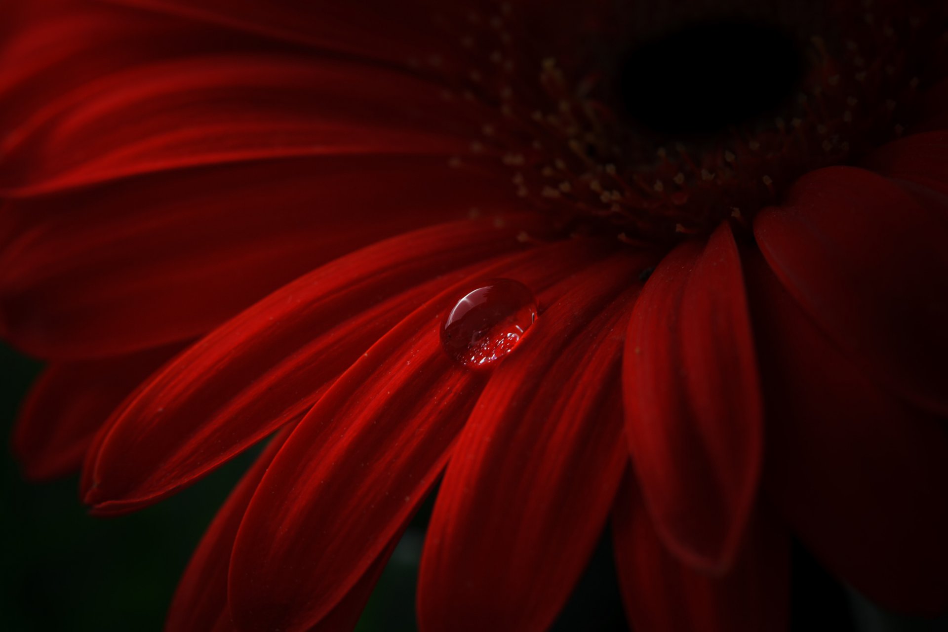 flower red gerbera petals drop