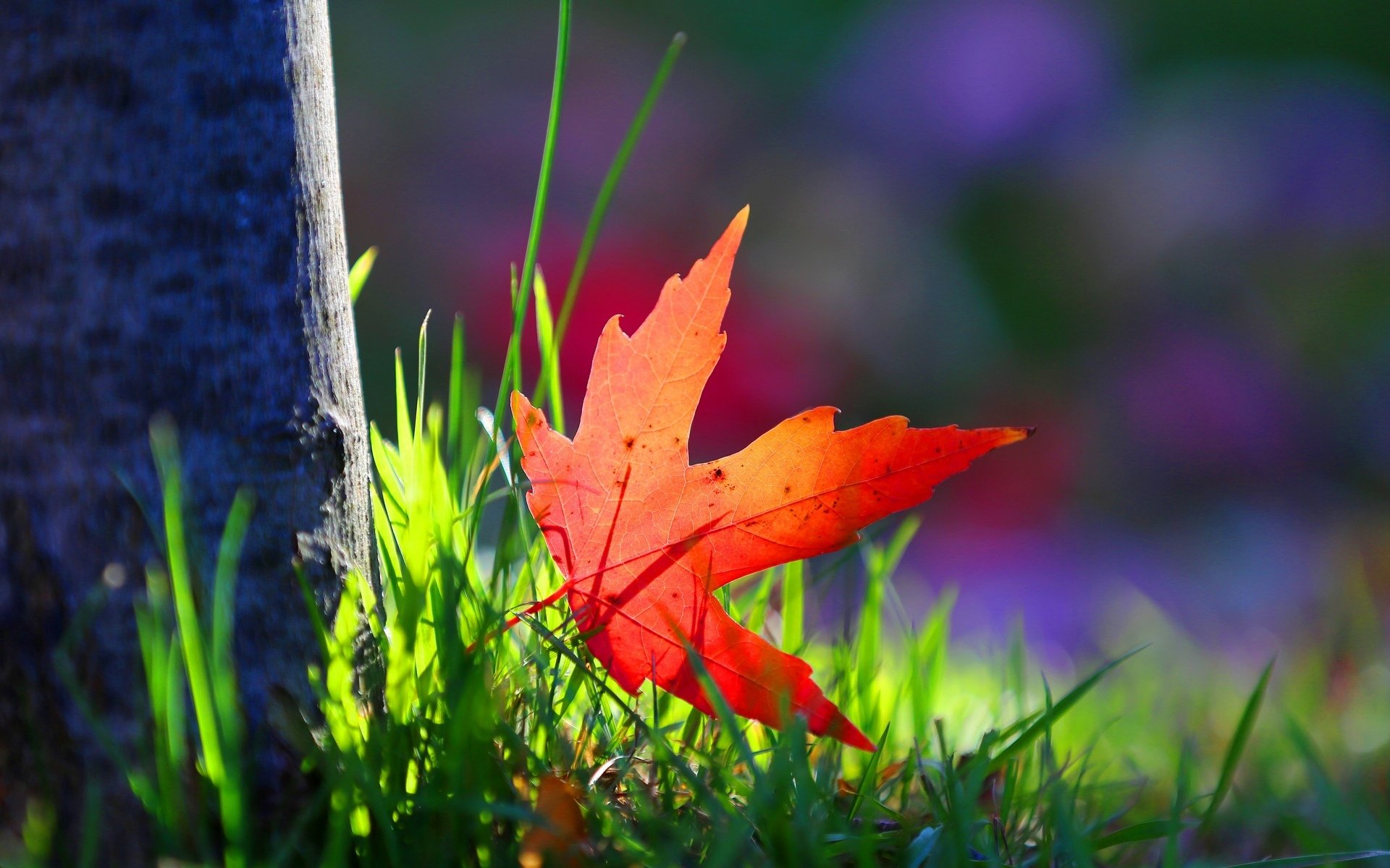 macro leaf leaflet red grass greenery tree bark blur leave background wallpaper widescreen fullscreen widescreen