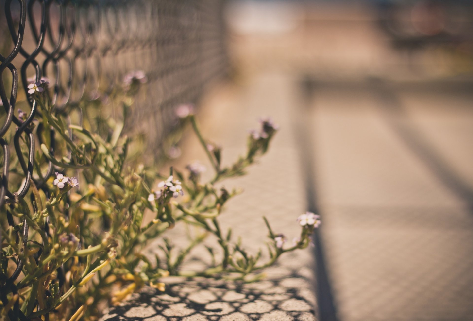 macro grid fence fence fencing flowers flowers flower macro net blur background wallpaper widescreen fullscreen widescreen widescreen