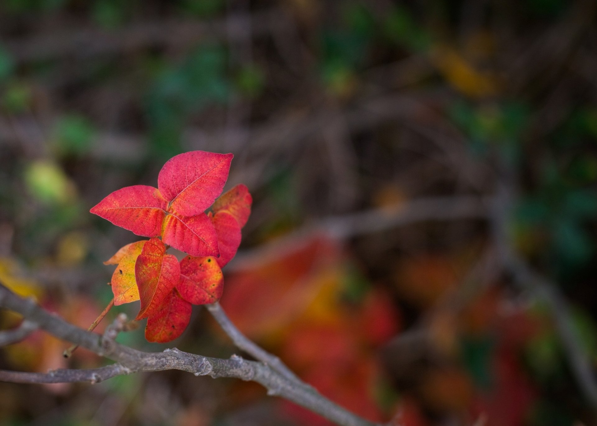 macro feuilles folioles rouge forme branche flou fond papier peint écran large plein écran écran large écran large