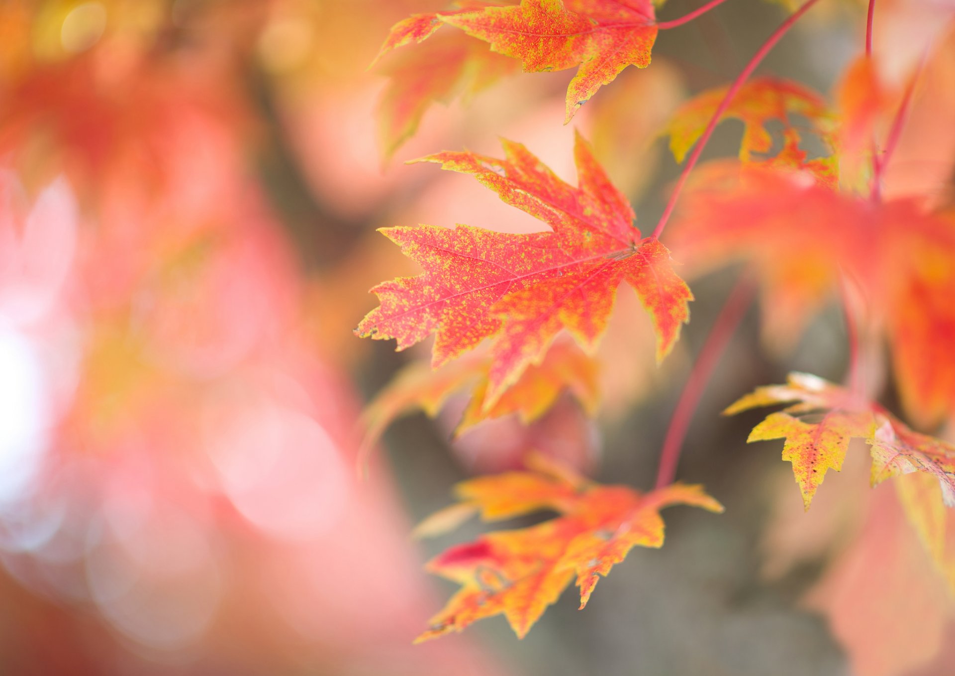 tree branch leaves maple red autumn background reflection